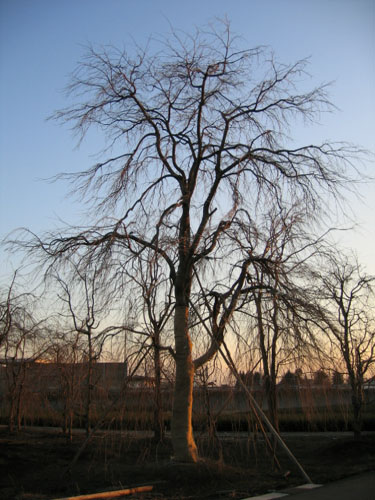 移植されるまで