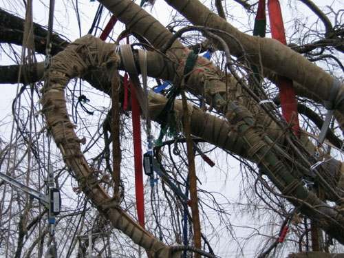 移植にあたって