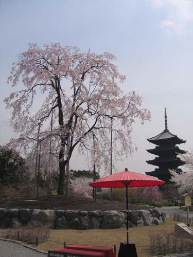 不二桜について