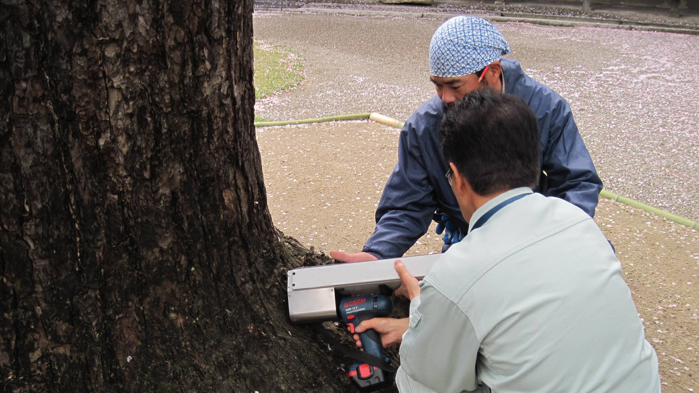 樹木医は植木のお医者さん